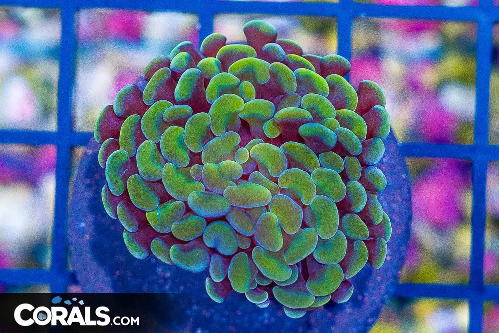 Branching Hammer Frag – Indonesia Gold/Orange Glowing!