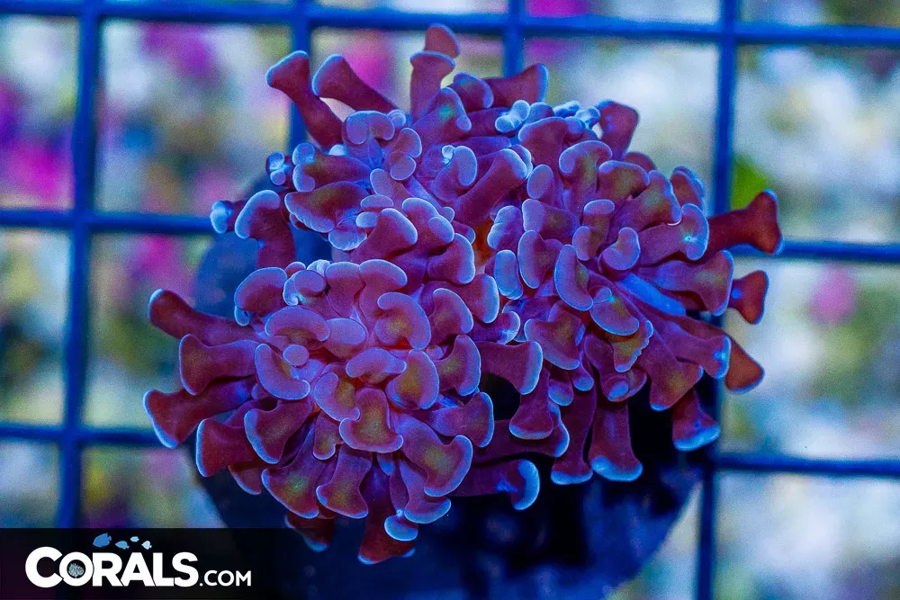 Branching Hammer Frag – Indonesia Gold Stems Pink/Purple Tips!