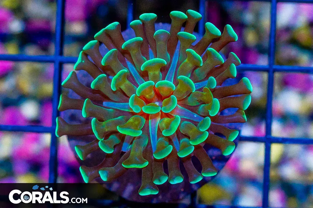 Branching Hammer Frag – Indonesia Green w/ Gold Stems!