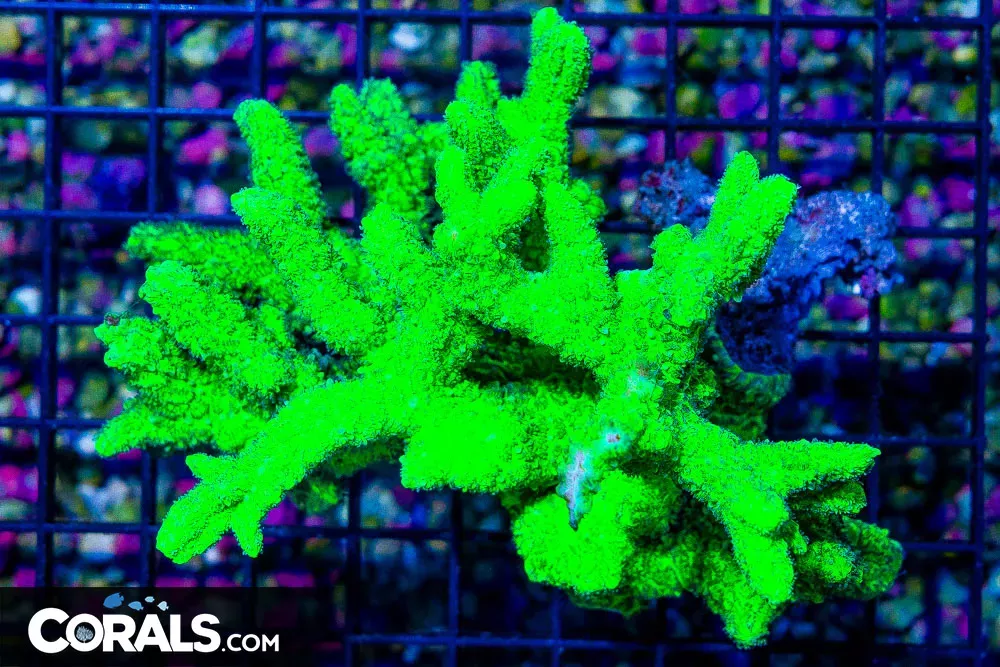 BRIGHT NEON Hydnophora – FIJI