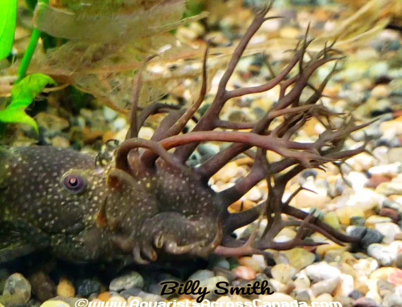 BRISTLENOSE (Ancistrus Triradiatus LDA72.) 3-4″
