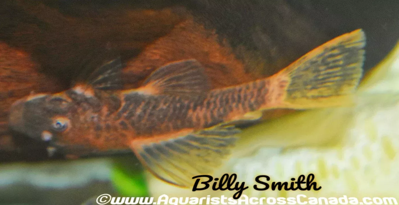 BRISTLENOSE CALICO (Ancistrus .sp)