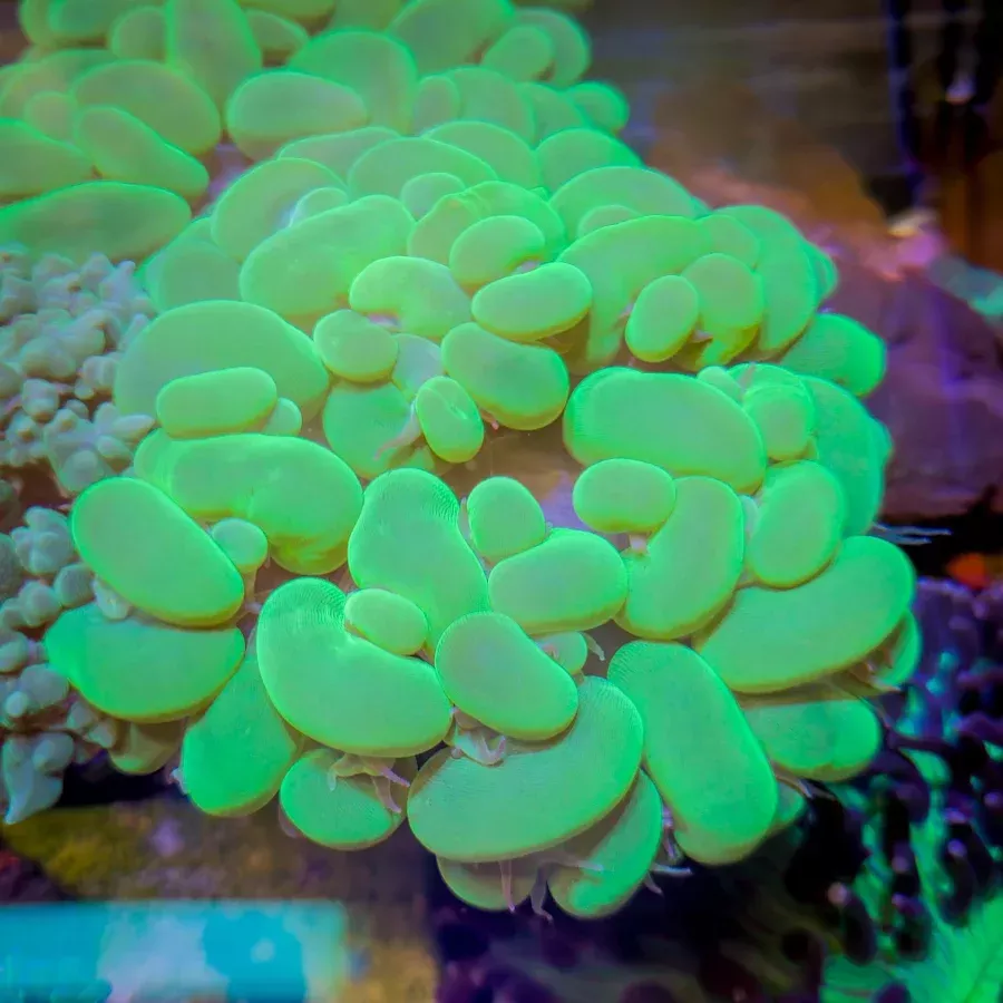 Bubble Coral – Neon Green