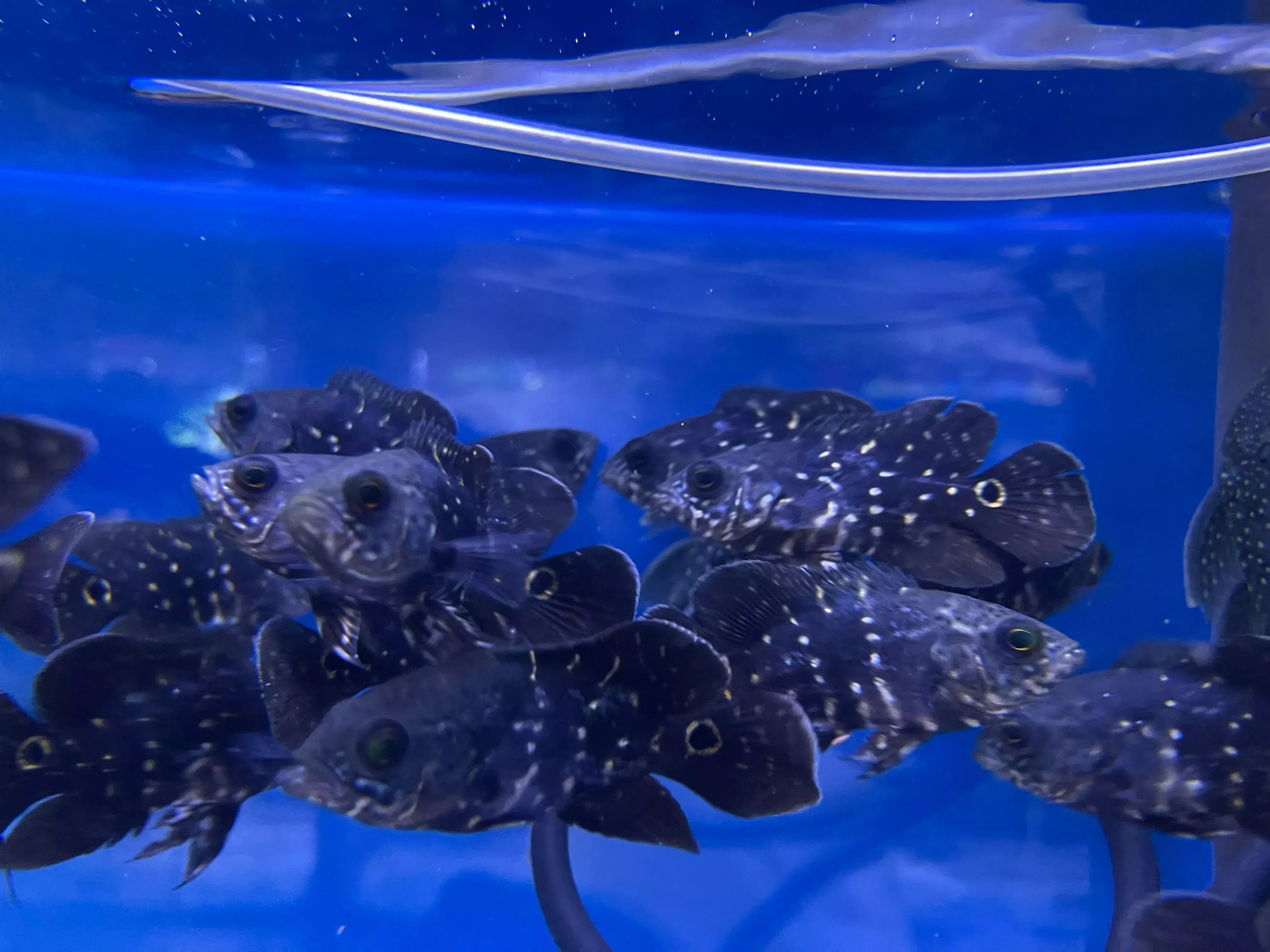 Bumble Bee Oscar(Astronotus crassipinnis)