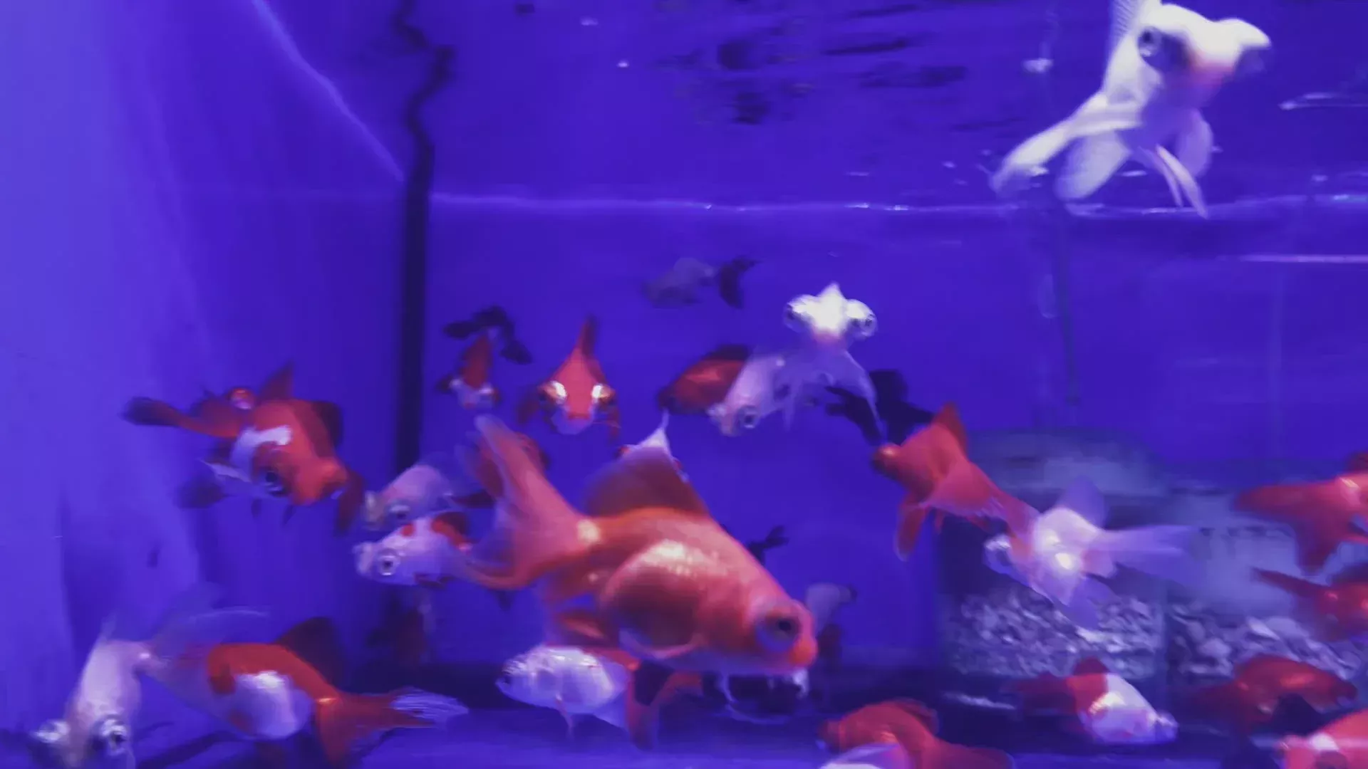 Butterfly Telescope Goldfish