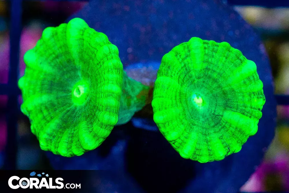 Candy Cane Frag Green Stripe