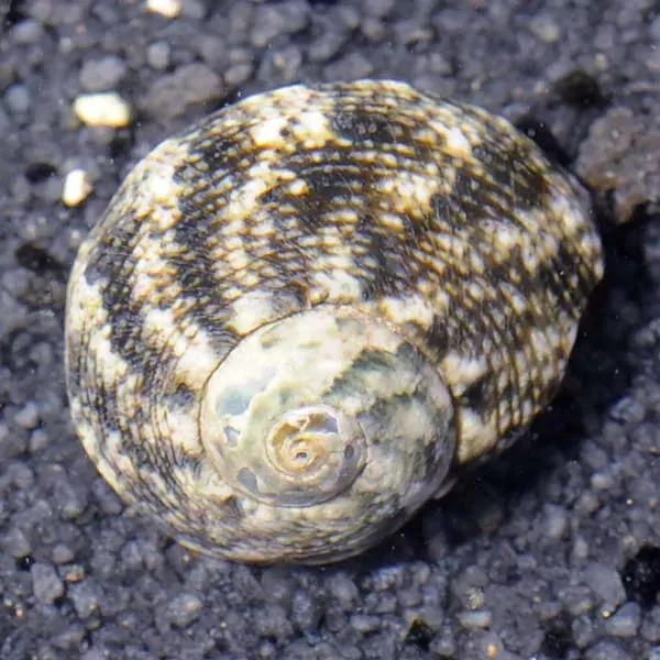 Cat’s Eye Turbo Snail