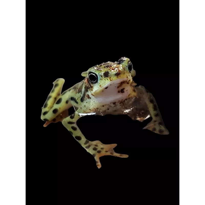 CBB Rio Pescado Stubfoot Toad (Atelopus balios)