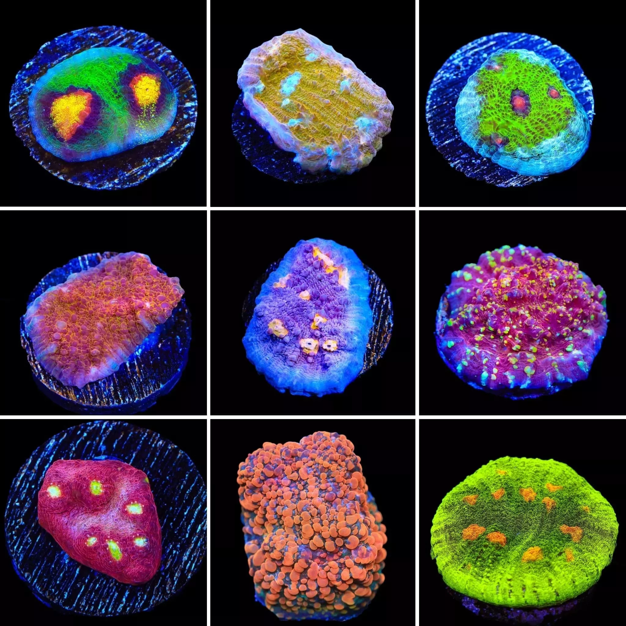 Chalice 3 Coral Frag Pack
