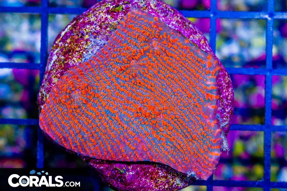 Chalice – Australia ULTRA MINI COLONY on Base!