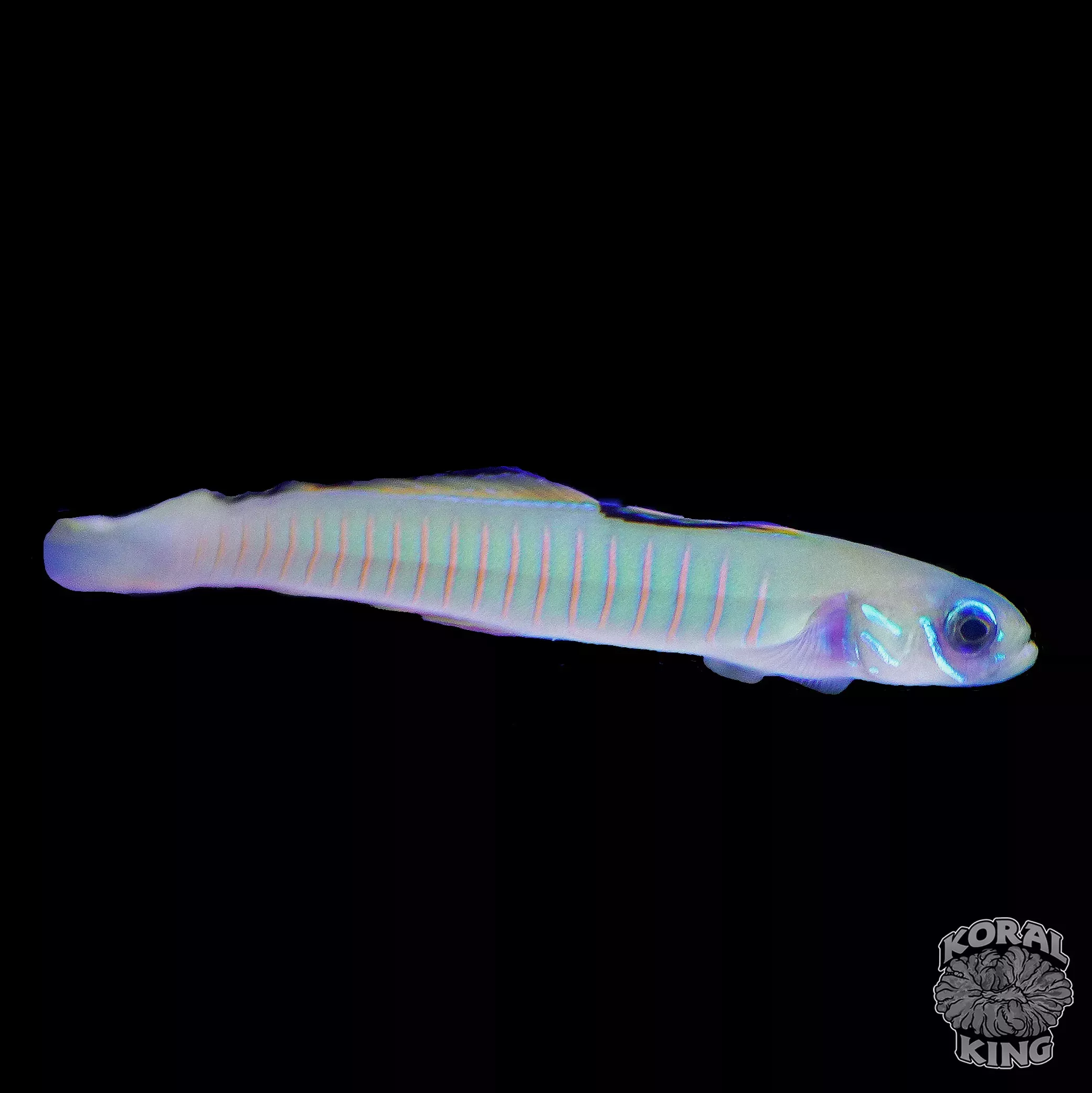 Chinese Zebra Bar Goby