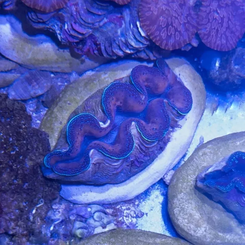 Clam – Crocea – Orange & Shimmering Blue – WYSIWYG