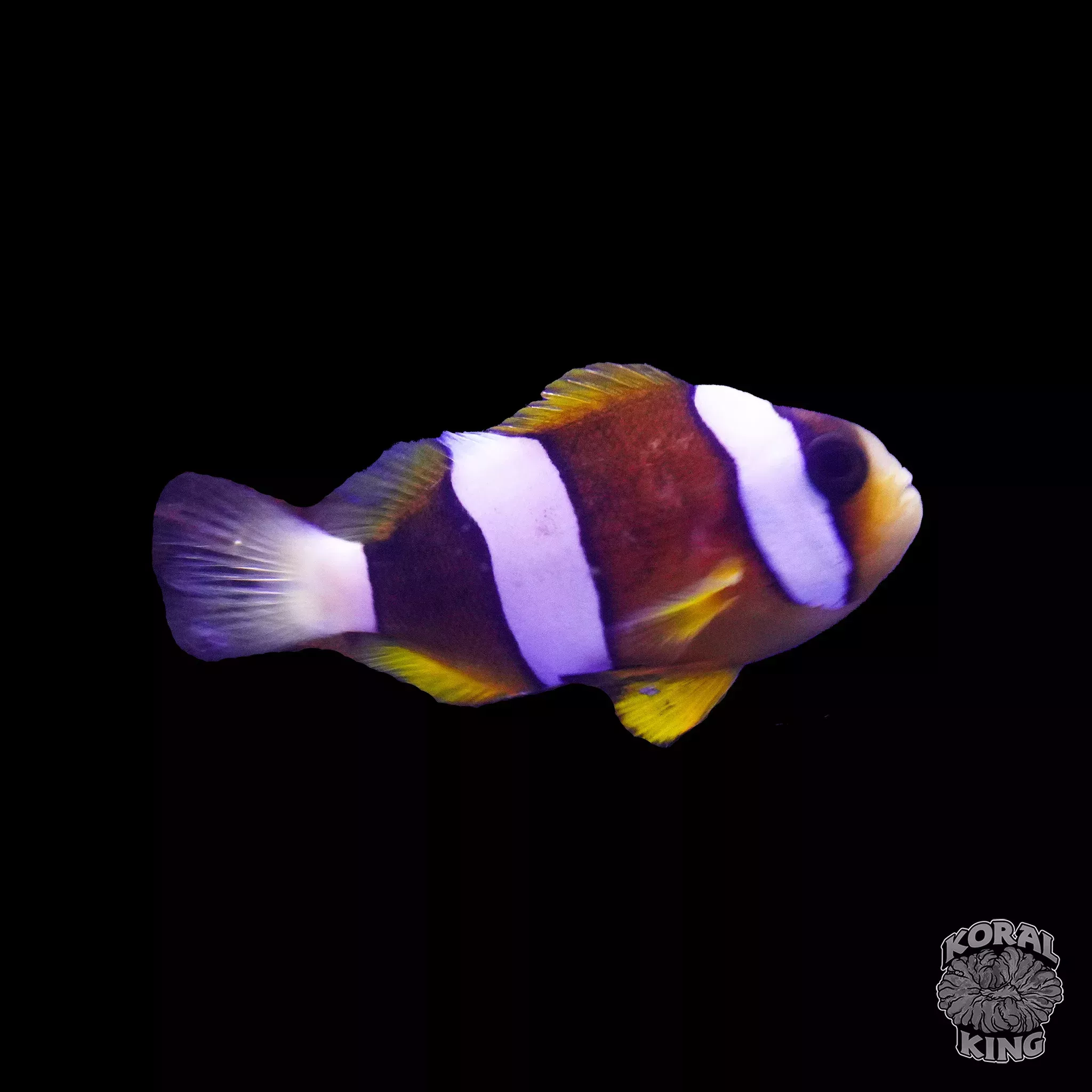 Clarkii Clownfish