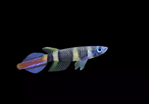 CLOWN KILLIFISH (Epiplatys annulatus)
