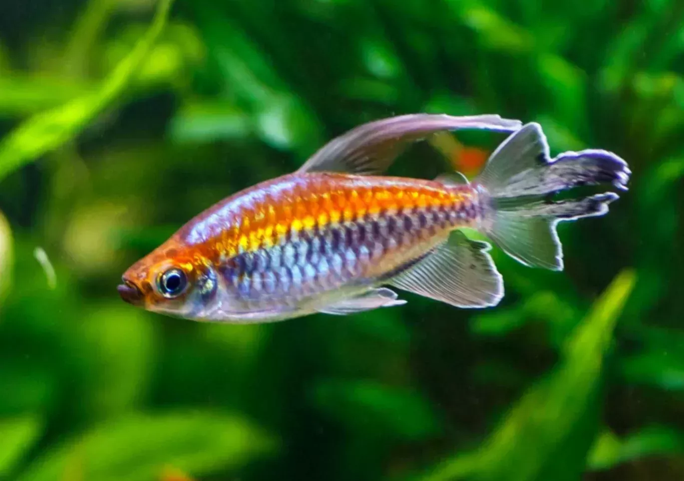 Congo Tetra- M WILD