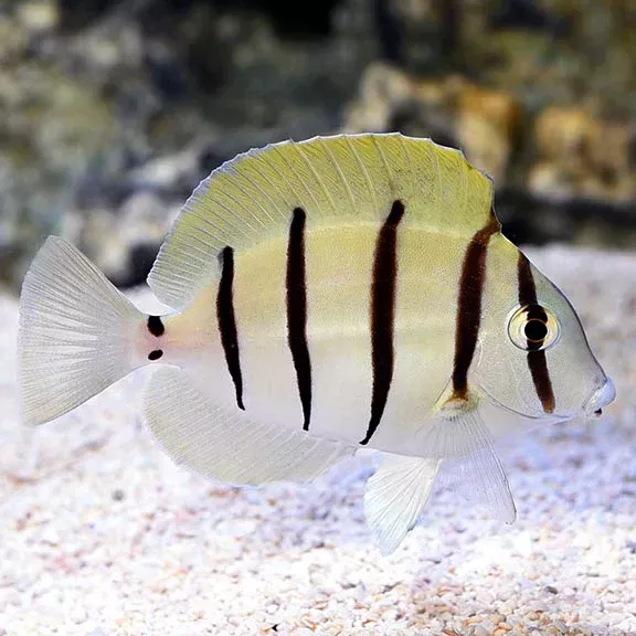 Convict Tang – Small