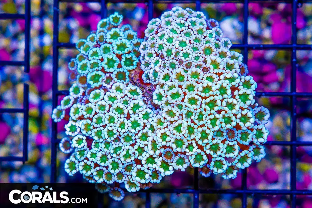 Crazy Alveopora Colony – Australia Ultra Glows! Multiple Colonies Growing! (Blue Video Inside!)