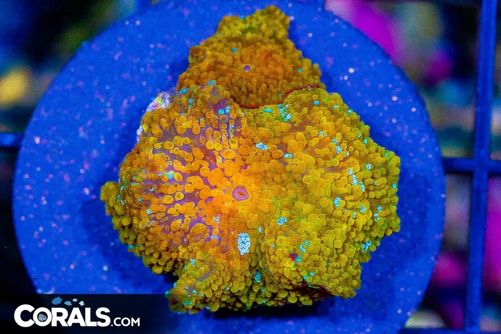 CRAZY Mushroom Frag Discosoma Gold