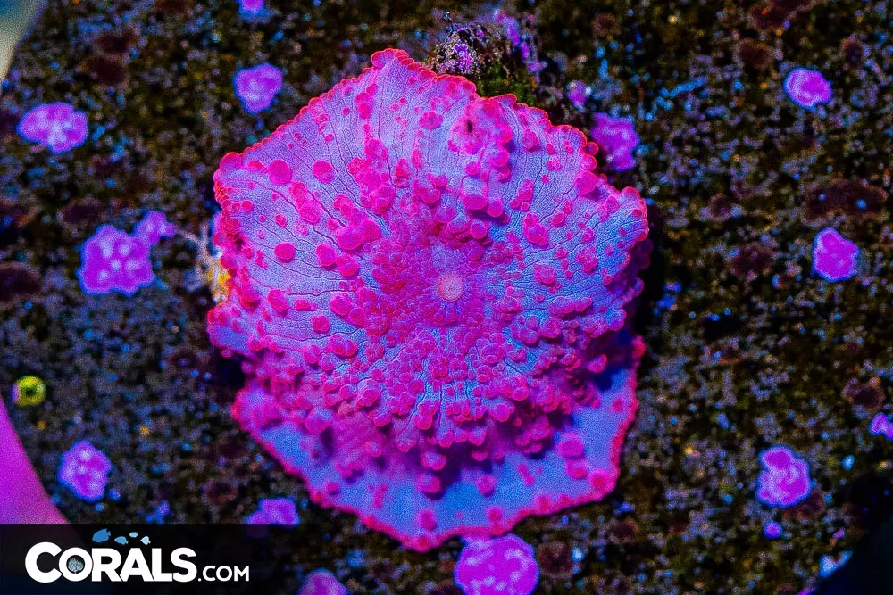 CRAZY STRIPPER LIPS Mushroom Frag