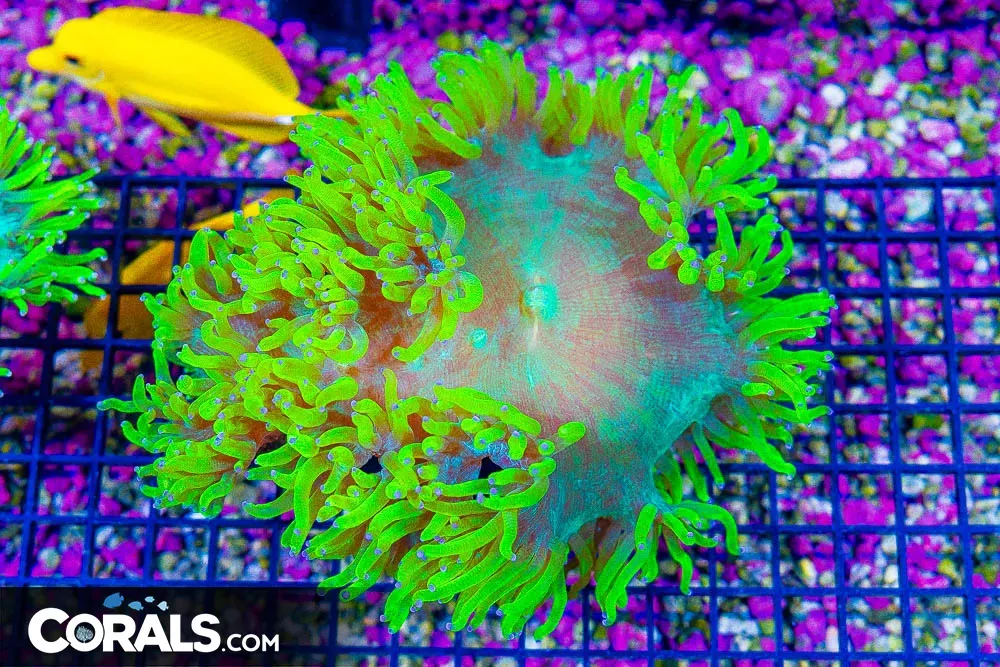 CRAZY Super ULTRA Yellow Elegance – (Blue Video Inside!)