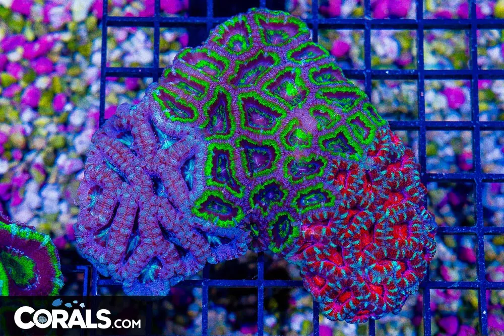 CRAZY TRI-COLOR ACAN LORD – Australia (Blue Video Inside!)