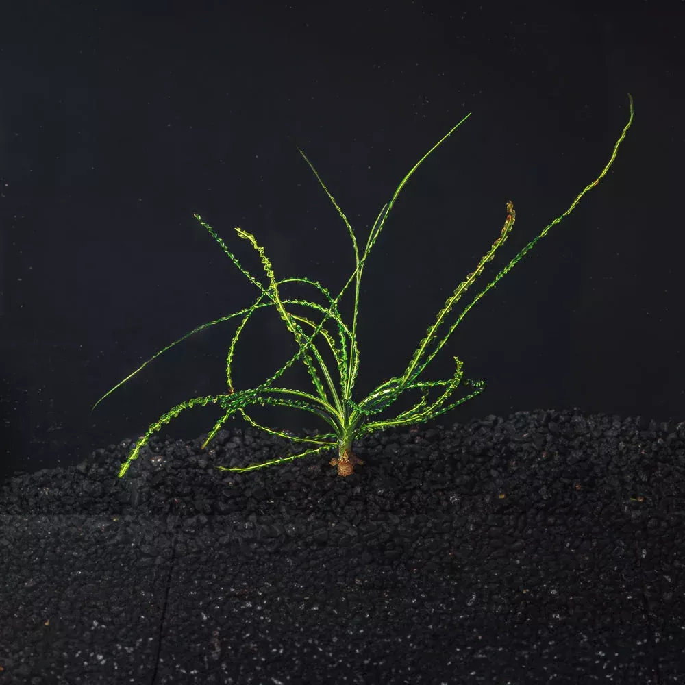 Crinum Calamistratum