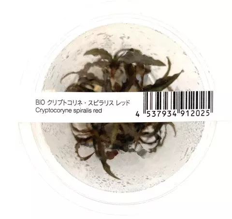 Cryptocoryne Spiralis ‘Red” ADA IC195