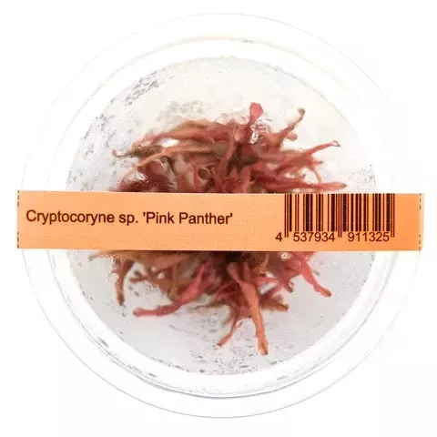 Cryptocoryne Wendtii ‘Pink Panther’ ADAIC185