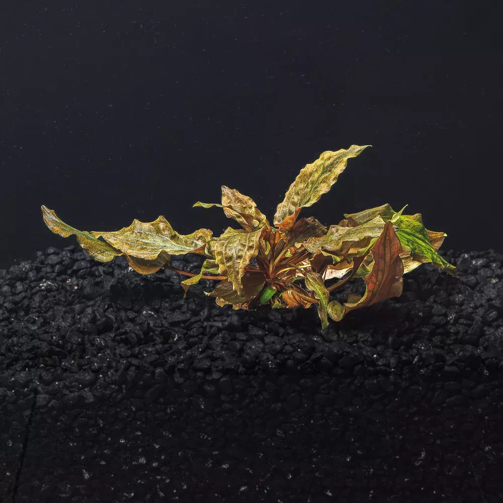 Cryptocoryne Wendtii (Red, Green, or Brown)