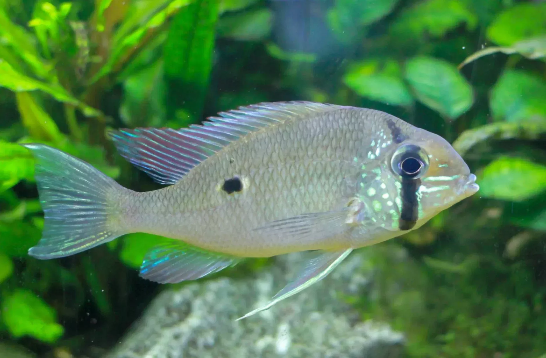 Cupid Cichlid-3-4″