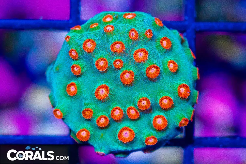 Cyphastrea Frag