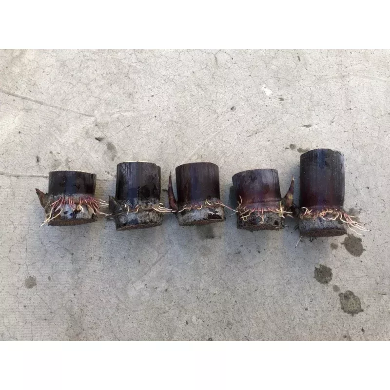 Dark Purple Sugarcane Rooted Cuttings Set of 5, Saccharum officinarum Live Plant Ready to Plant | Plant Cutting