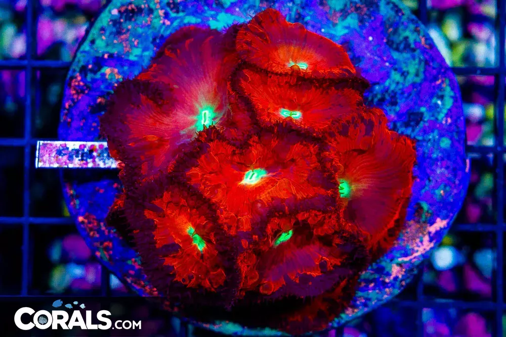 DEAD POOL Type Blasto WELLSI Glowing Indonesia Crazy! RARE! (Blue Video Inside!)