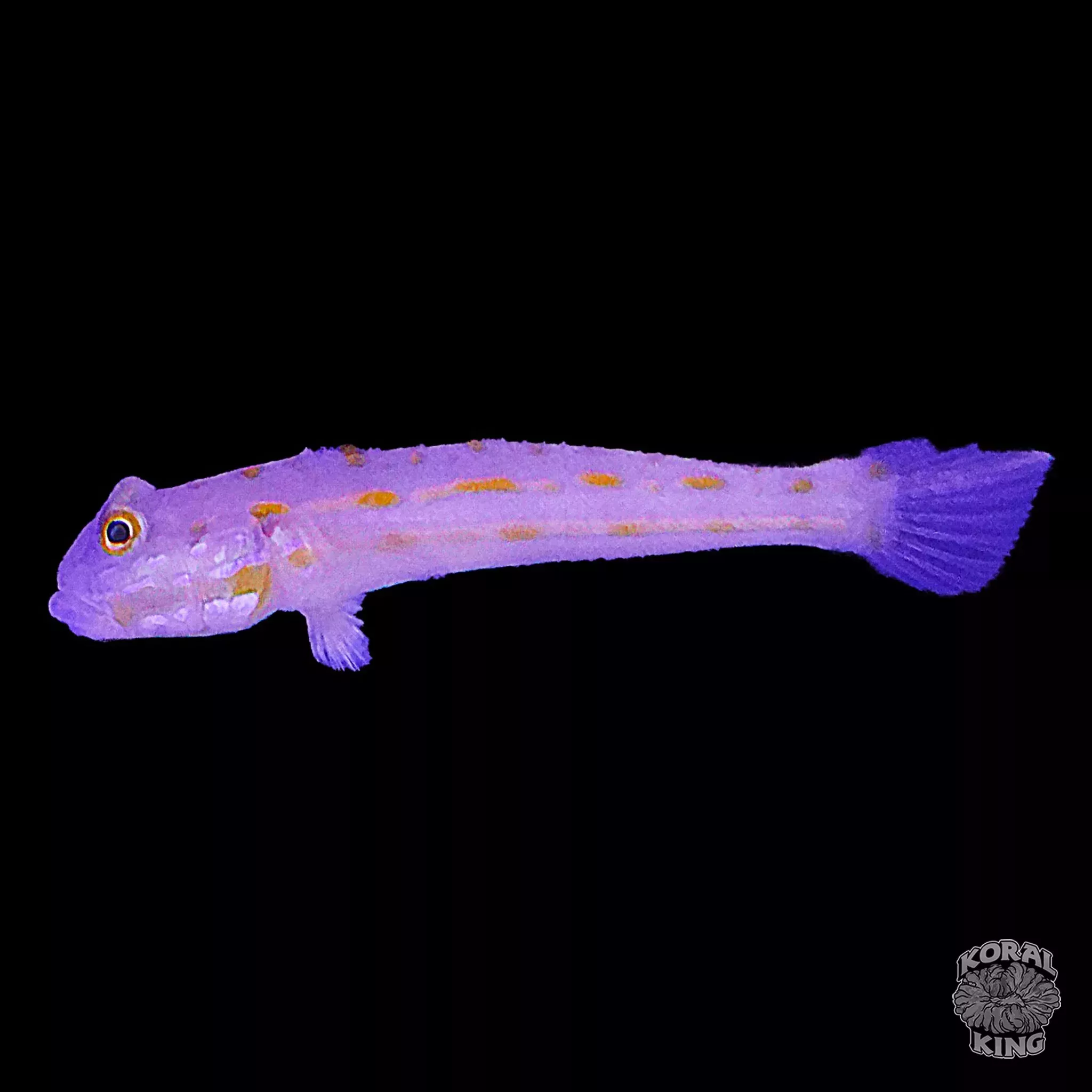 Diamond Watchman Goby