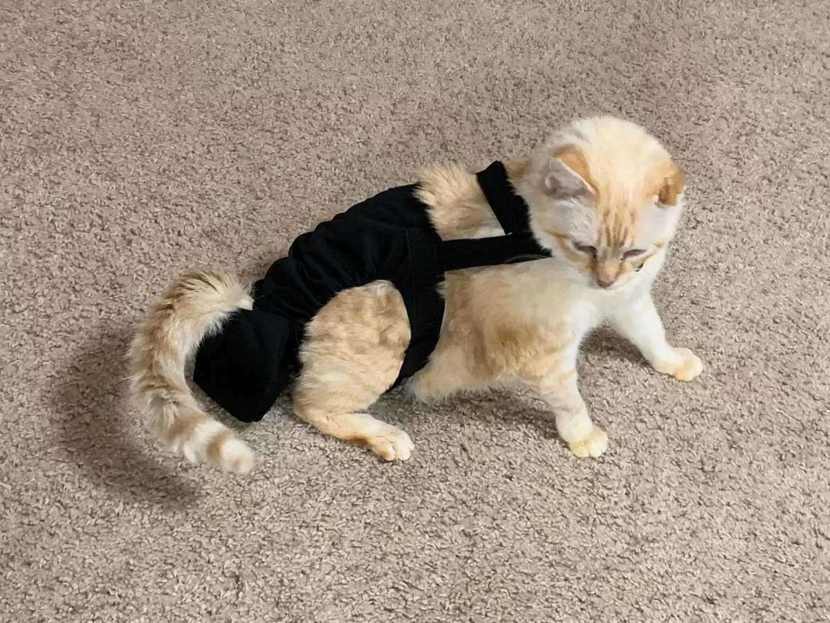 Diapurr Cat Diaper
