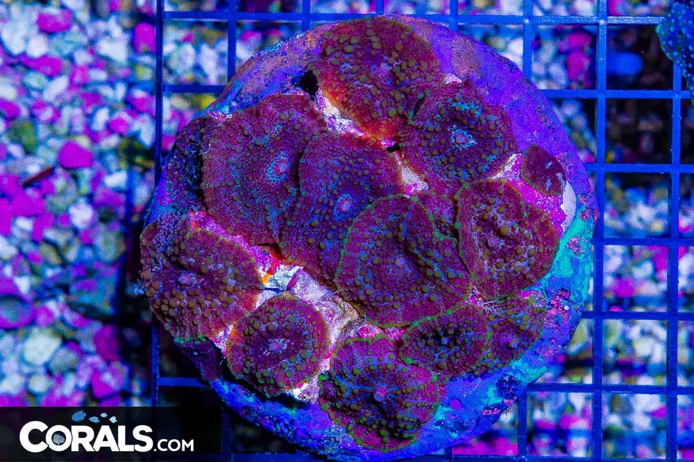 DISCO Mushroom Colony – Indo Purple/Pink/Green Spotted! (Blue Video Inside!)