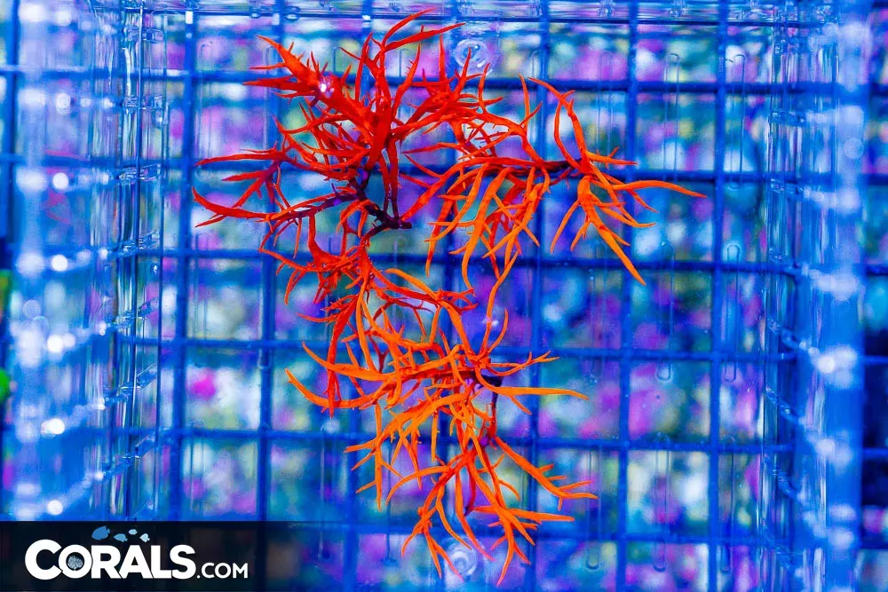 Dragon’s Breath Macro Algae! Aquacultured