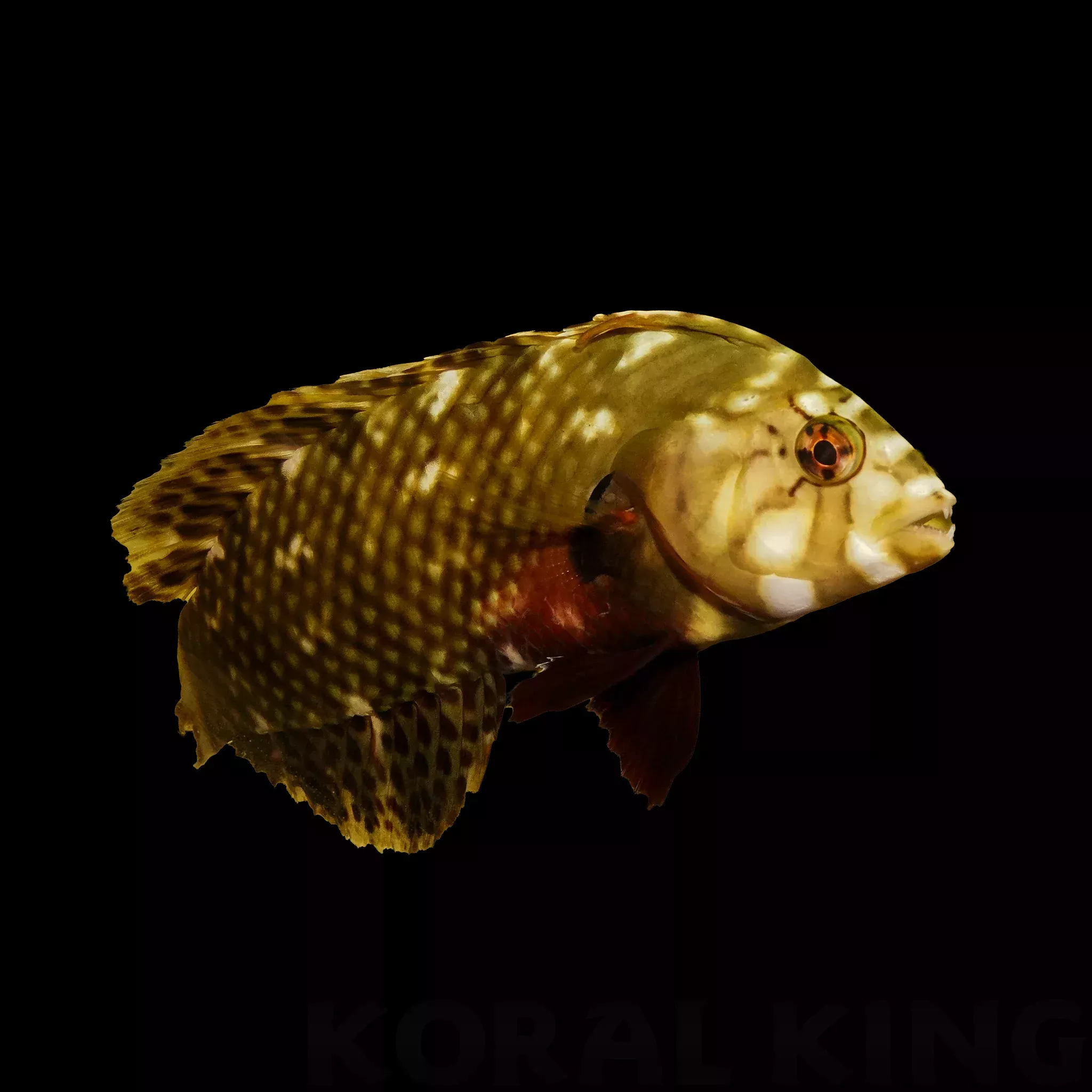 Dragon Wrasse