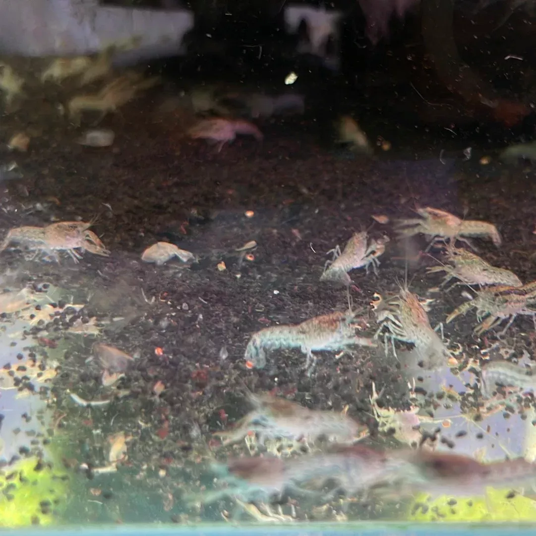 Dwarf Brazos Blue Crayfish(CAMBARELLUS TEXANUS “BLUE”)