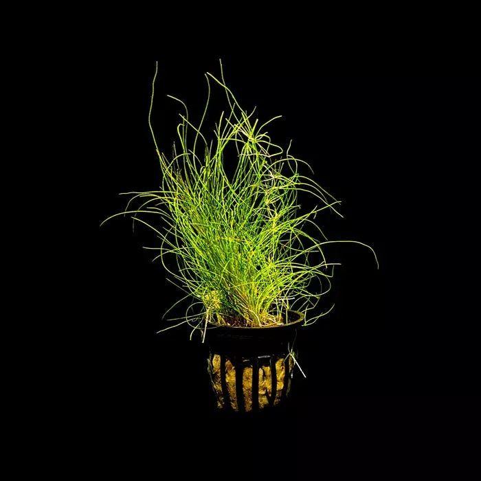 Dwarf Hairgrass | Eleocharis Acicularis