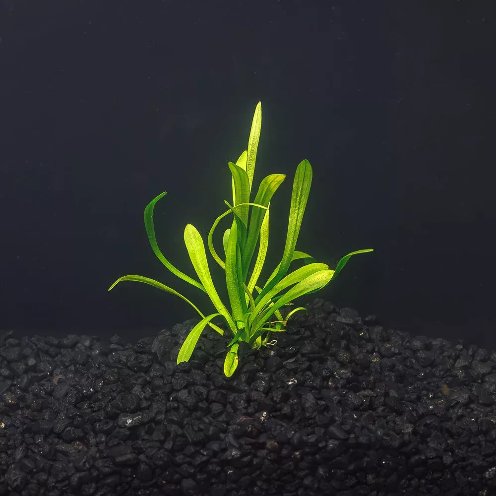 Dwarf Sagittaria | Easy Carpeting Aquarium Plant