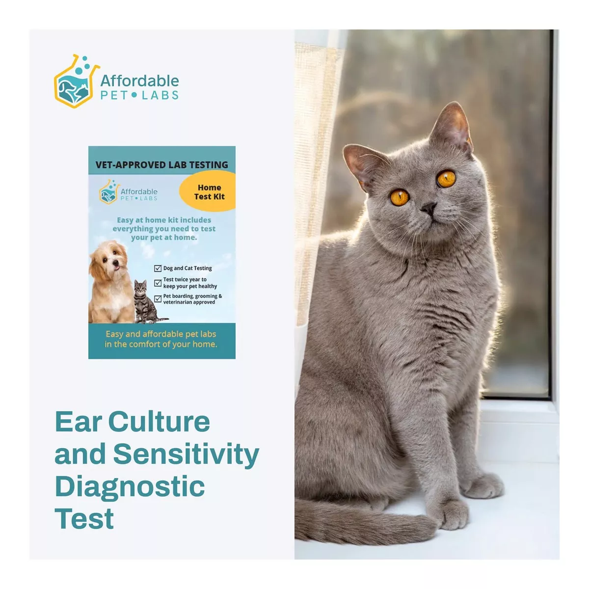 Ear Culture and Sensitivity Diagnostic Test For Cats, Easy Home Kit