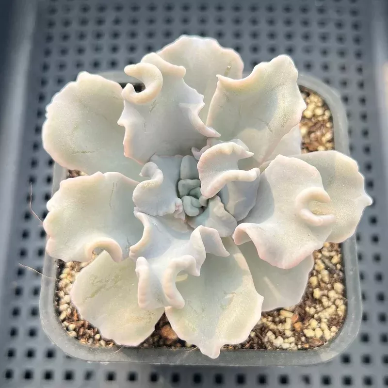 Echeveria ‘Crispate Beauty’ 3″ Succulent Plant | Rare Plants