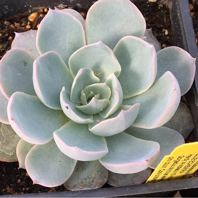Echeveria subsessilis ‘Blue’ (4″) | Echeveria(4″) | Staff Picks
