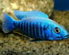 Electric Blue Ahli (Sciaenochromis ahli)