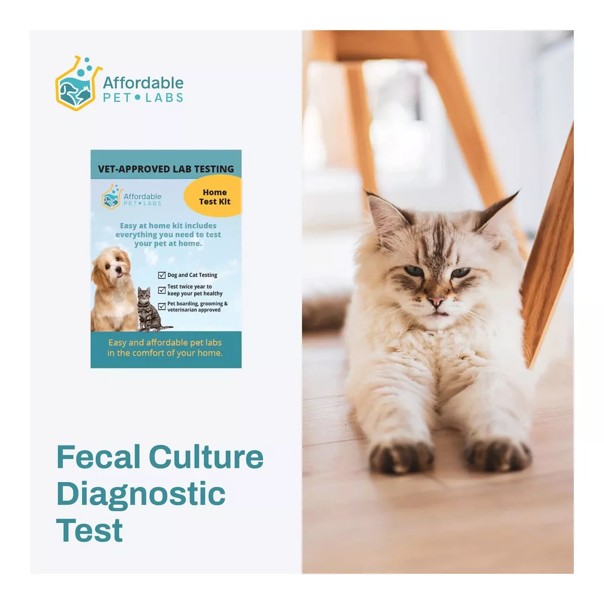 Fecal Culture Diagnostic Test For Cats, Easy Home Kit