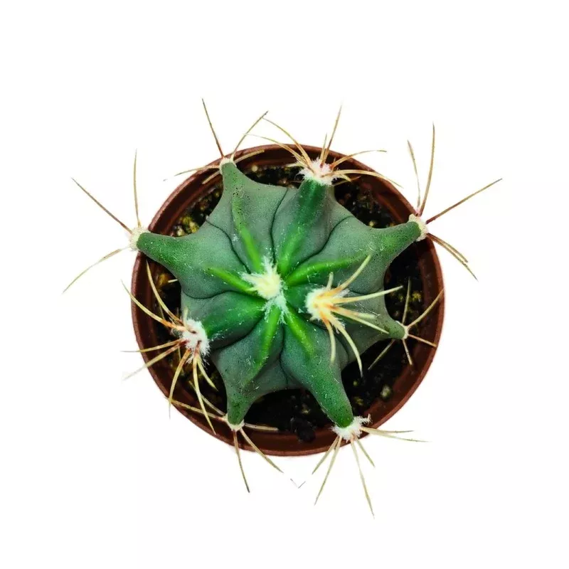 Ferocactus Histrix | Best Sellers