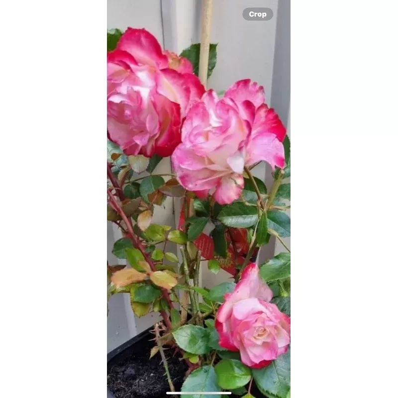 Fire and Ice Rose Cuttings – 3 Pack, Rosa ‘Fire and Ice’, 6-8 Long, Hardy Perennial for Gardens and Landscape | Houseplants