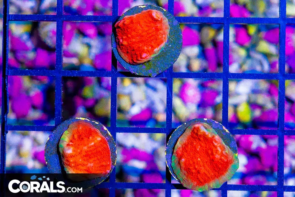 FIREWALL Chalice Frag – Aquacultured (More Pics Inside!)