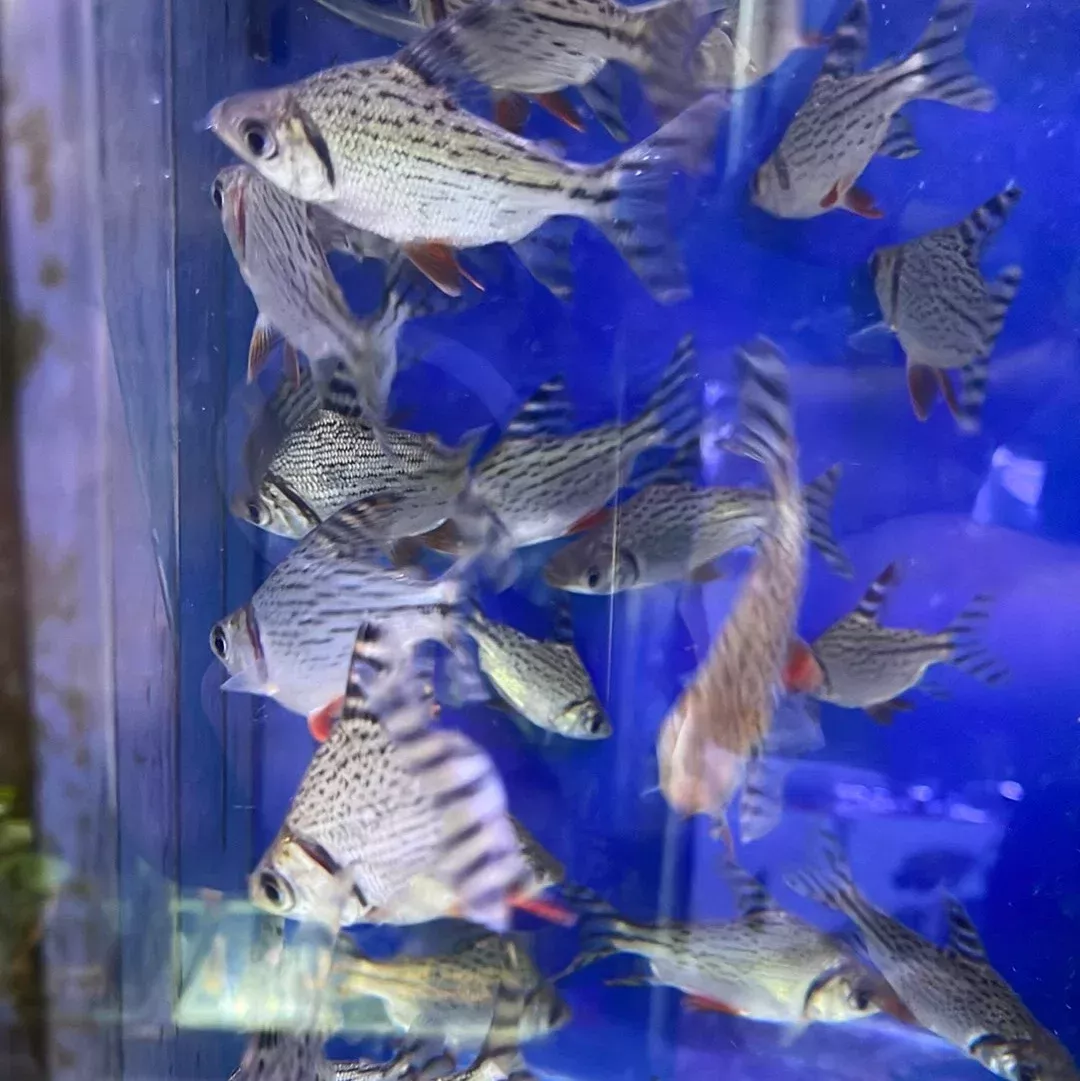 Flagtail Red Fin Prochilodus (Semaprochilodus insignis)